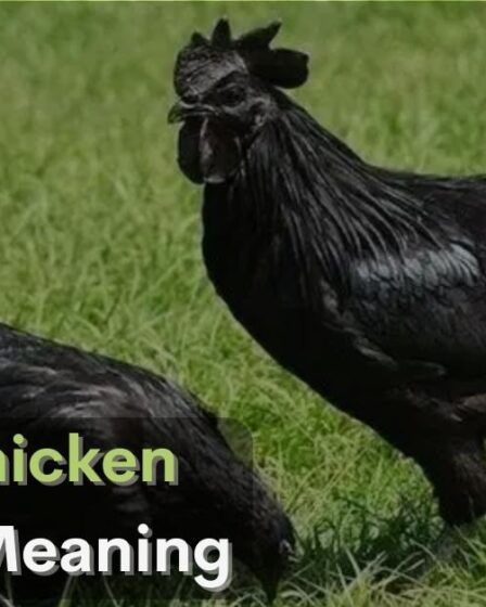 Black Chicken Spiritual Meaning