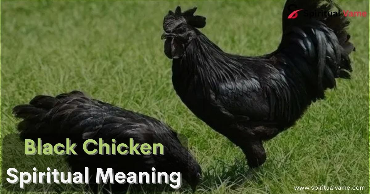 Black Chicken Spiritual Meaning