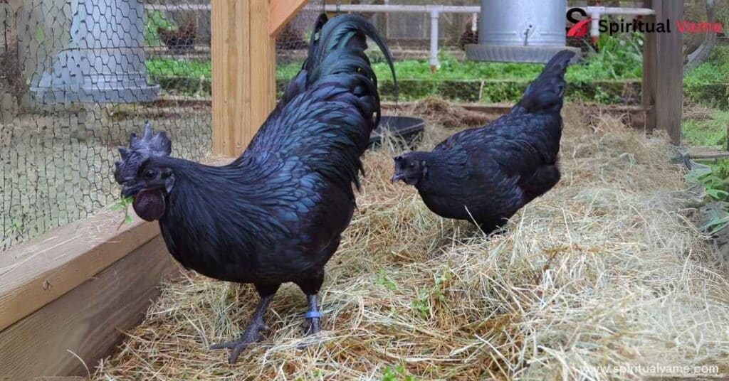 Positive Omens black chicken