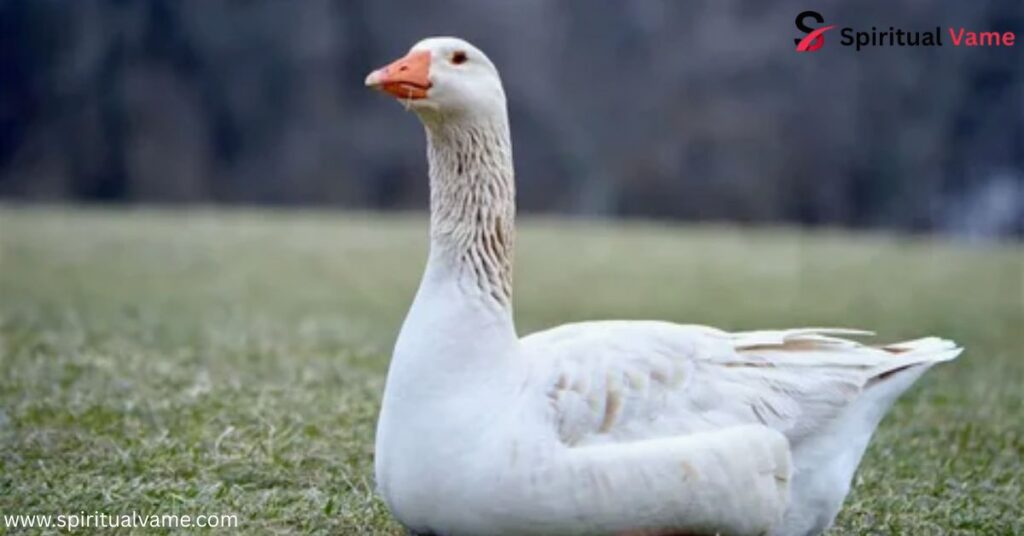 Connecting with Goose Energy