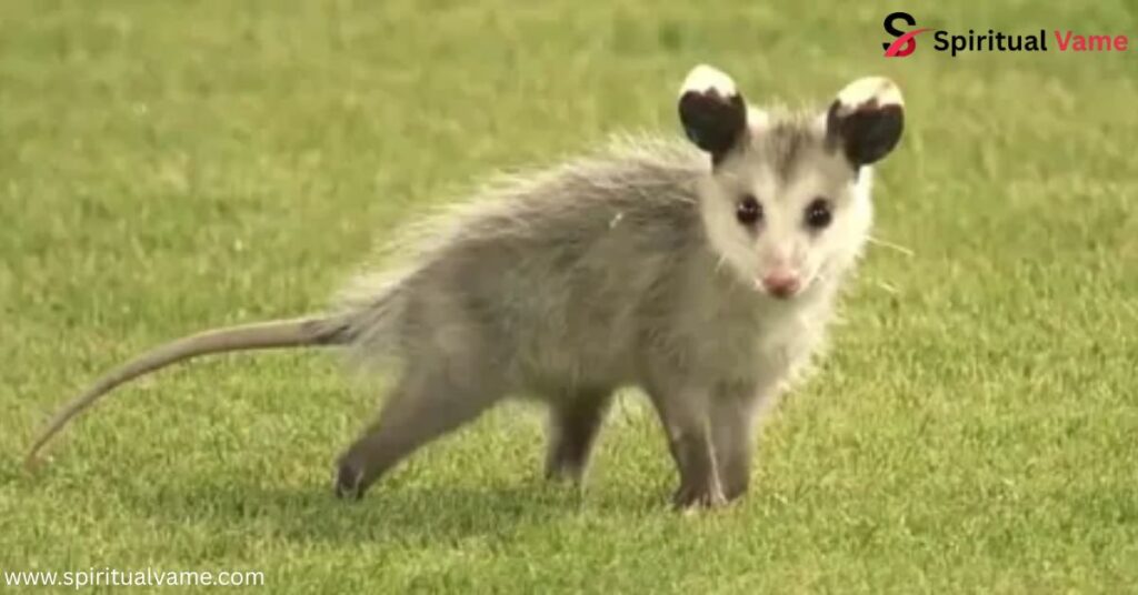 Possum Crossing Your Path During the Day