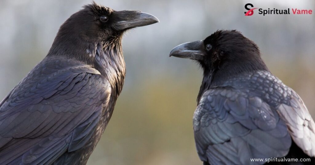 Messages and Lessons from Two Crows