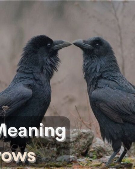 Spiritual Meaning of 2 Crows