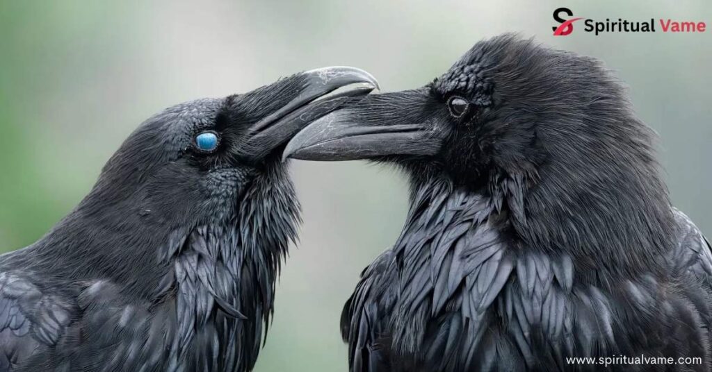 Cultural Interpretations of Two Crows