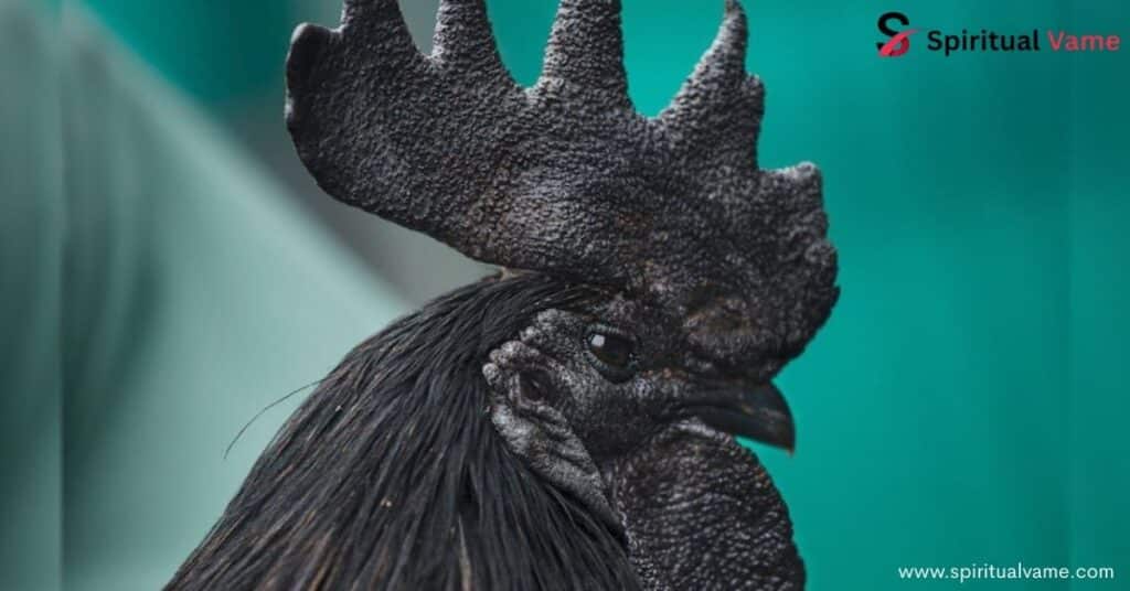 Black Hen Symbolism in Dreams
