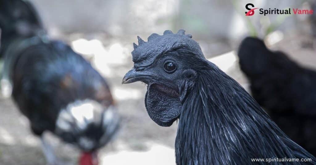 Biblical Meanings of Chicken