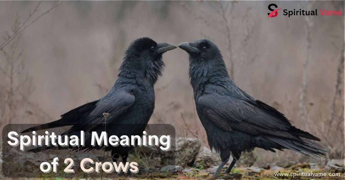 Spiritual Meaning of 2 Crows