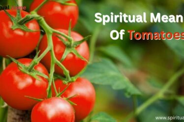 Spiritual Meaning Of Tomatoes
