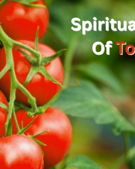 Spiritual Meaning Of Tomatoes