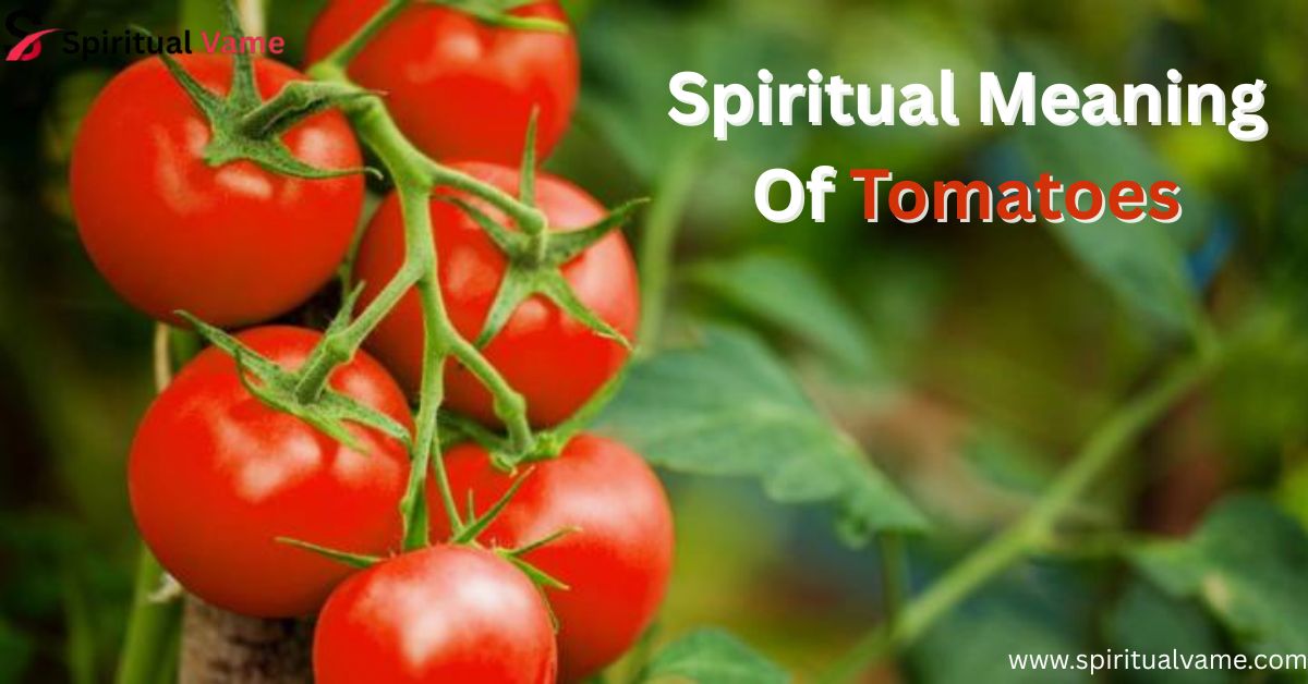 Spiritual Meaning Of Tomatoes