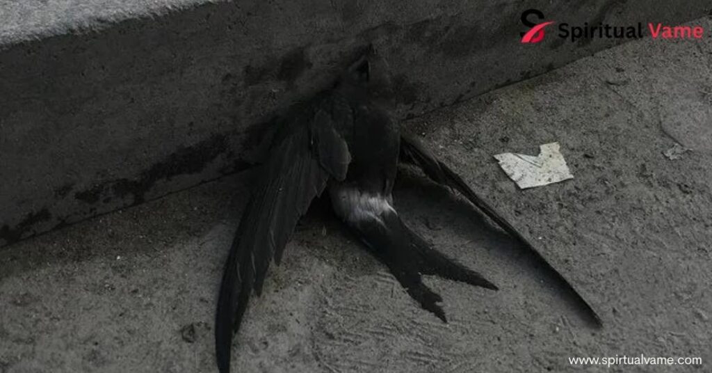 What does it mean to find a dead bird