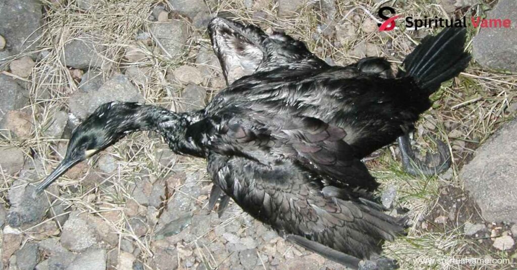 Does God send signs through birds