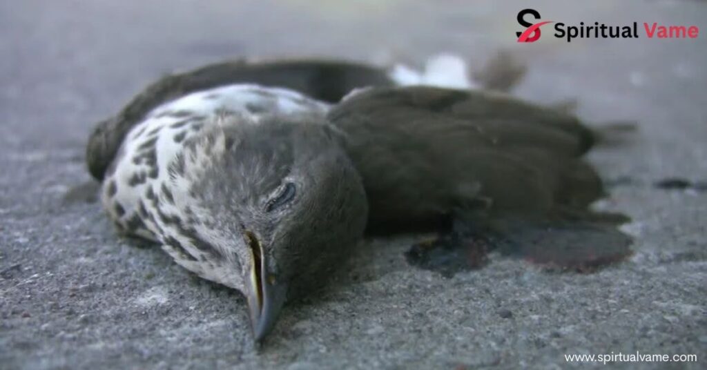 Dead bird dreams indicate spiritual growth