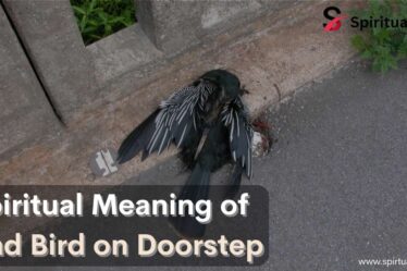 Spiritual Meaning of Dead Bird on Doorstep