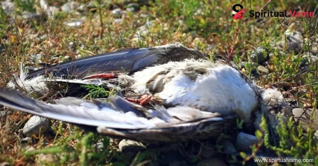 What is the Overall Symbolism of Dead Birds
