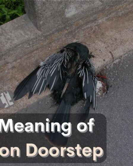 Spiritual Meaning of Dead Bird on Doorstep