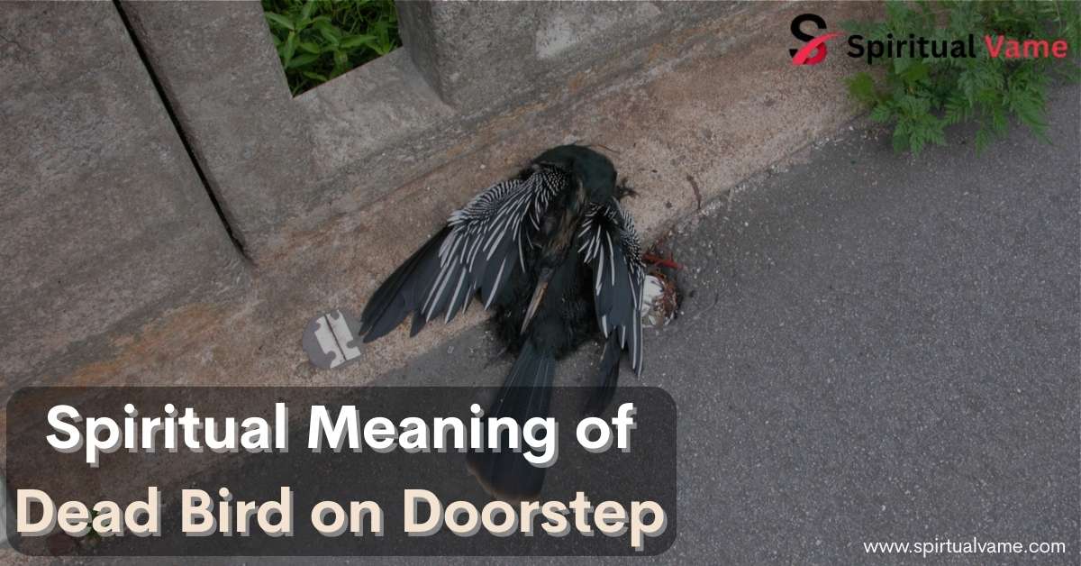 Spiritual Meaning of Dead Bird on Doorstep