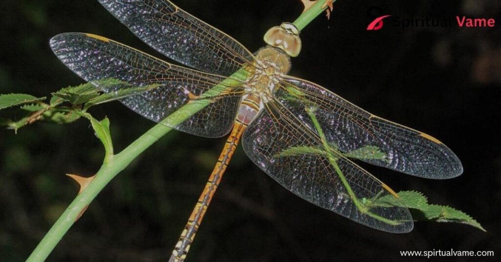 Dream Encounters With Dead Dragonflies