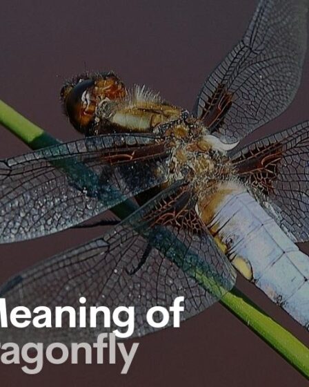 Spiritual Meaning of Dead Dragonfly