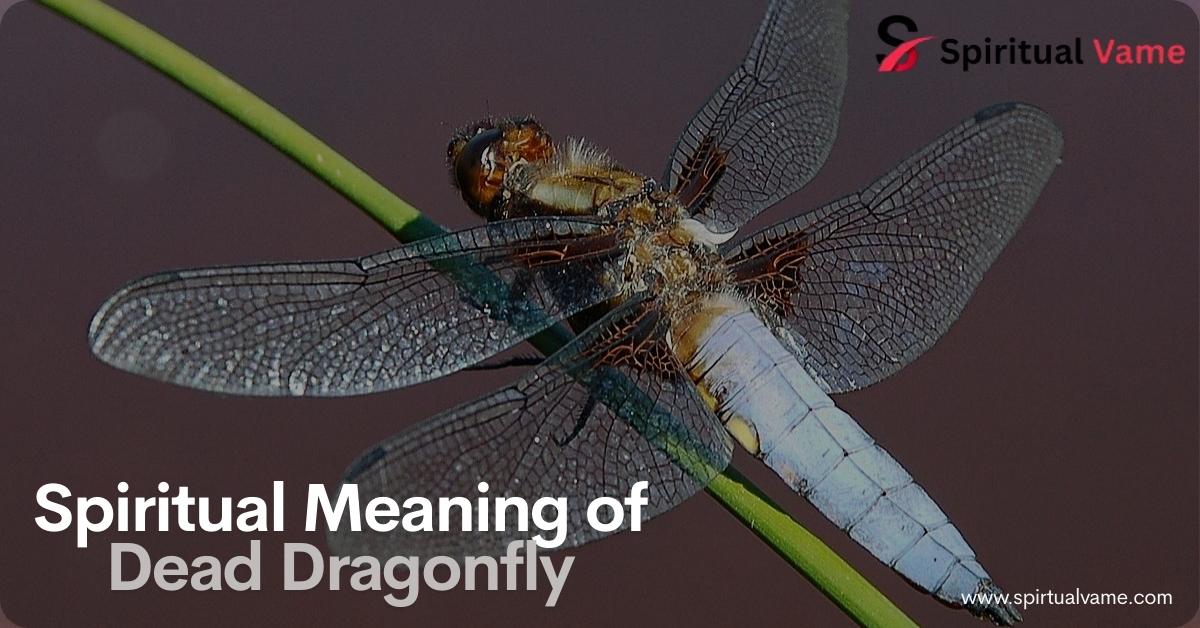 Spiritual Meaning of Dead Dragonfly