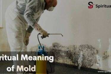 Spiritual Meaning of Mold