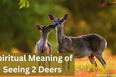 Spiritual Meaning of Seeing 2 Deer