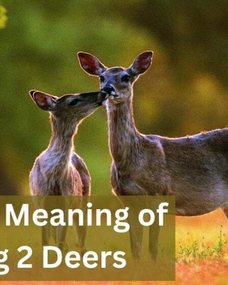 Spiritual Meaning of Seeing 2 Deer