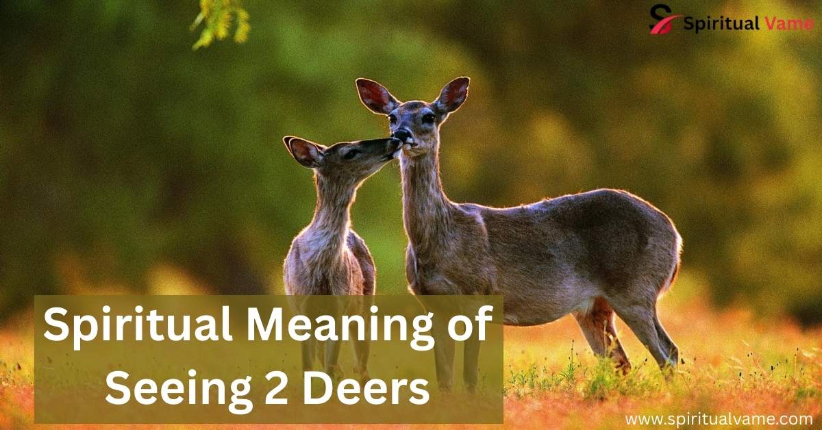 Spiritual Meaning of Seeing 2 Deer