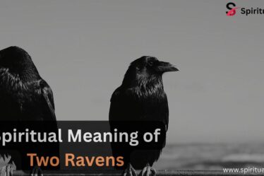 Spiritual-Meaning-of-Two-Ravens