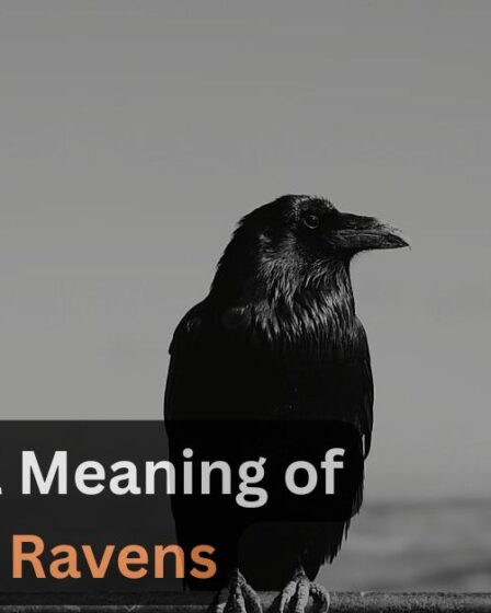 Spiritual-Meaning-of-Two-Ravens