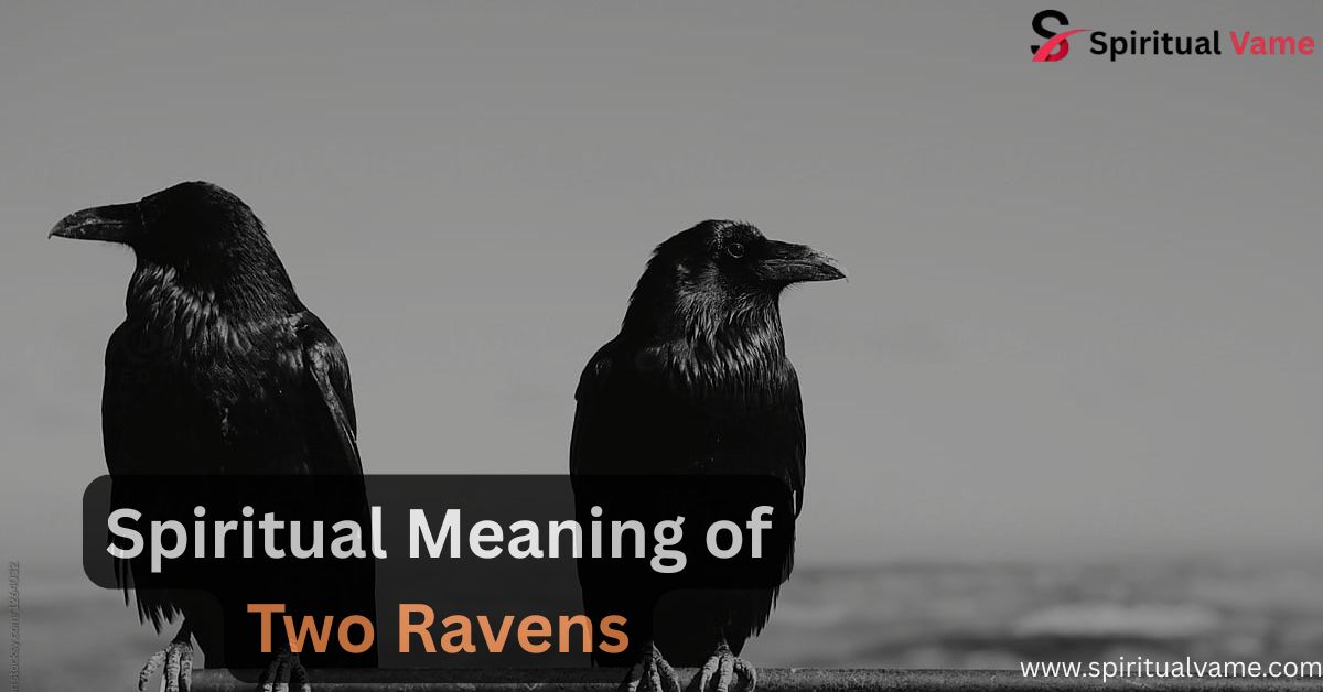 Spiritual-Meaning-of-Two-Ravens