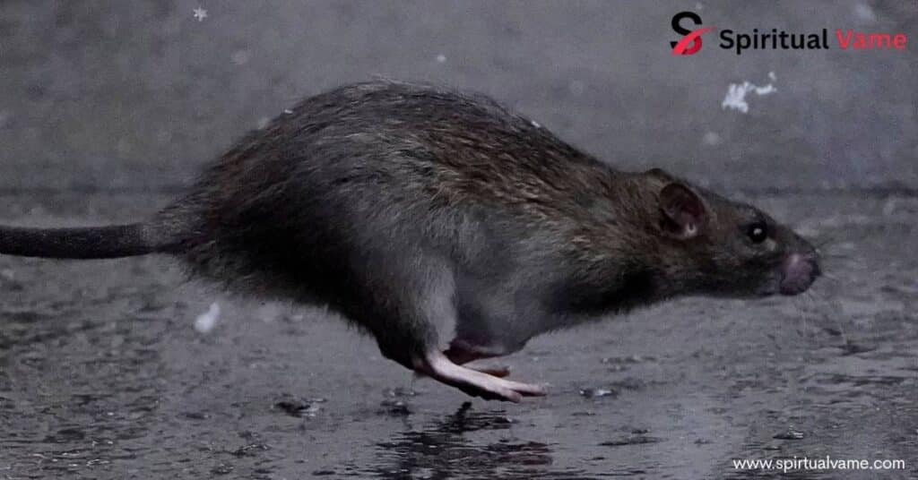 Spiritual Meaning of a Rat Crossing Your Path , Adaptability