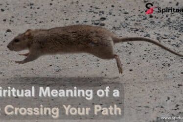 Spiritual Meaning of a Rat Crossing Your Path