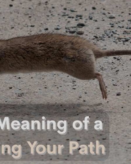 Spiritual Meaning of a Rat Crossing Your Path