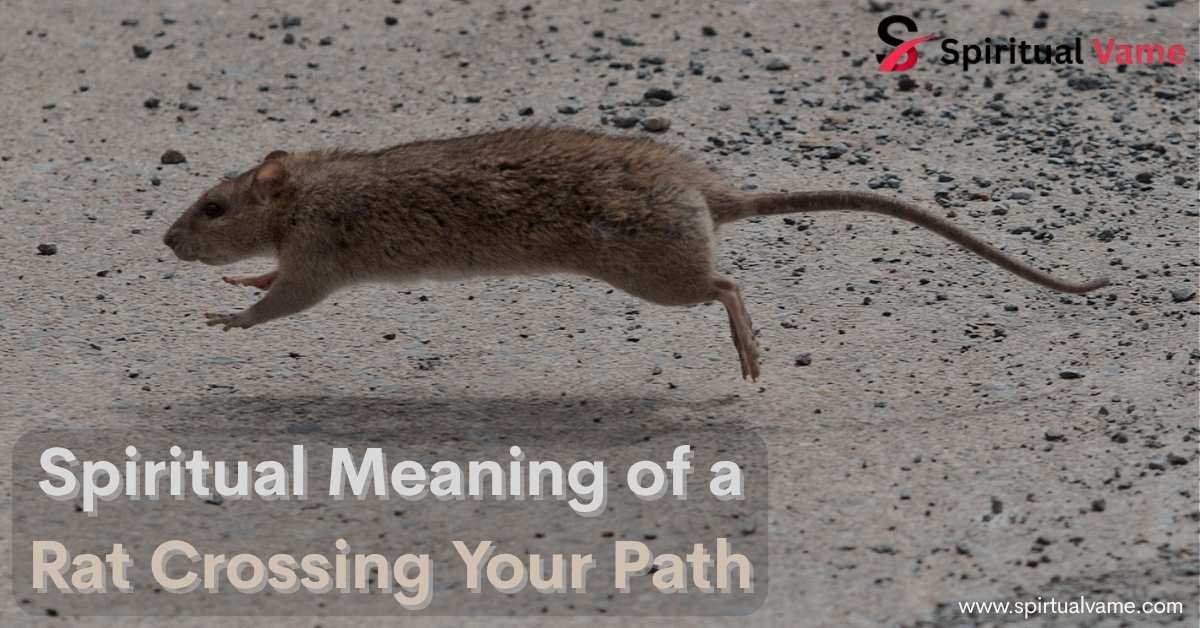 Spiritual Meaning of a Rat Crossing Your Path