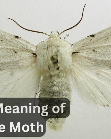 Spiritual Meaning of a White Moth