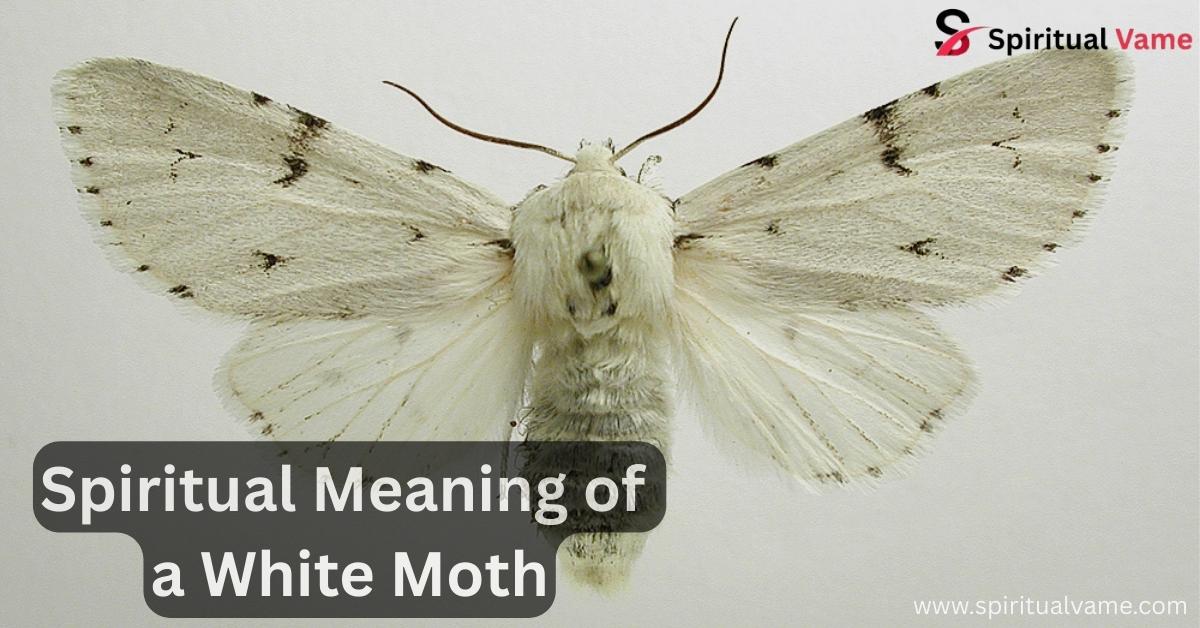 Spiritual Meaning of a White Moth