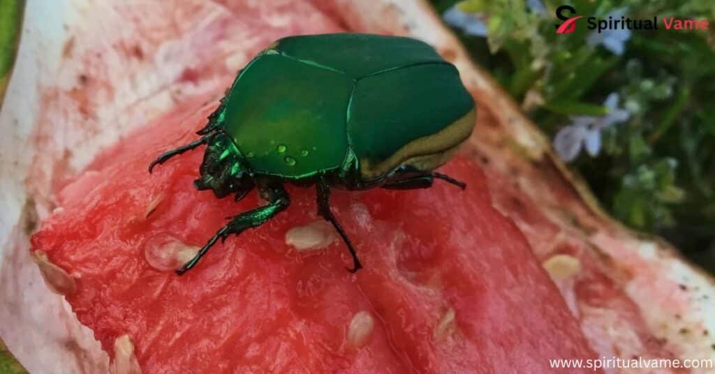 June Bug Spiritual Meaning