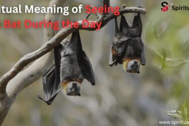 Spiritual Meaning of Seeing a Bat During the Day