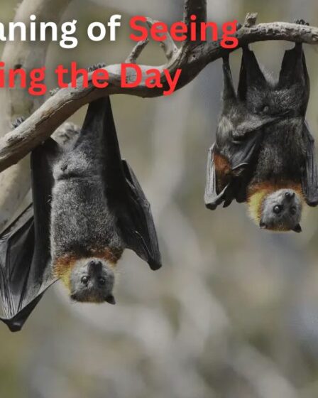 Spiritual Meaning of Seeing a Bat During the Day