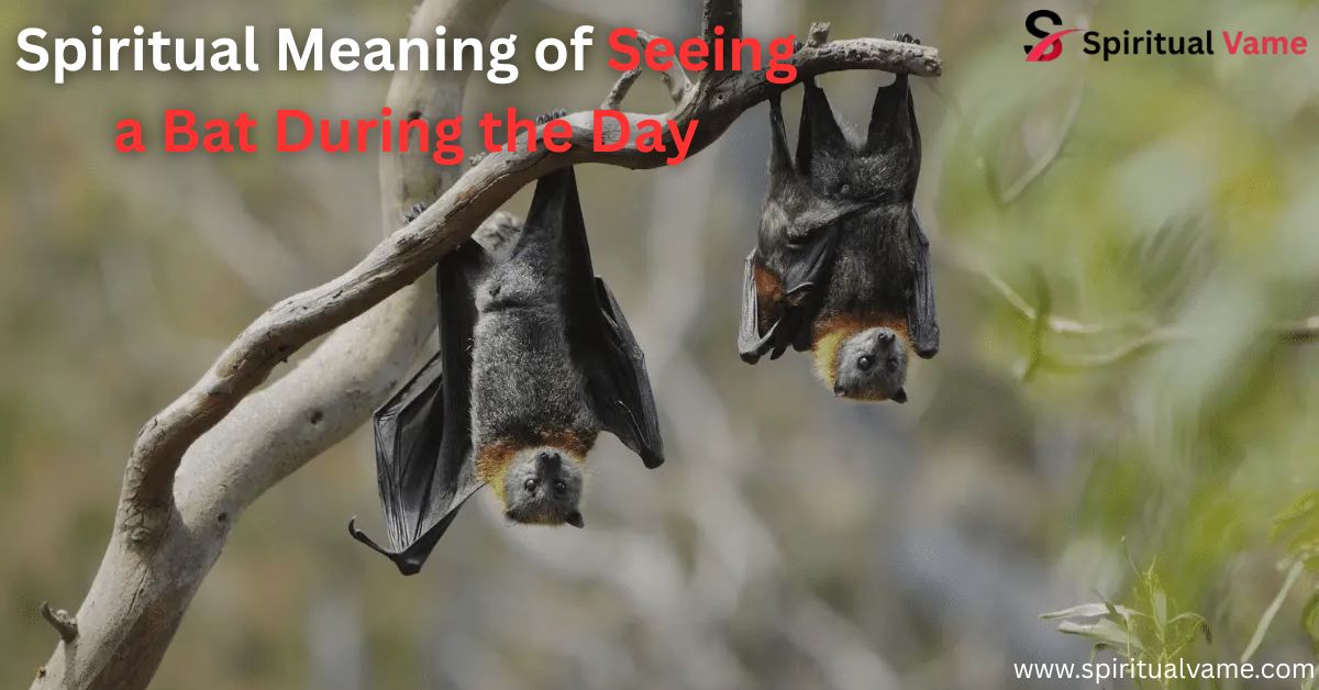 Spiritual Meaning of Seeing a Bat During the Day