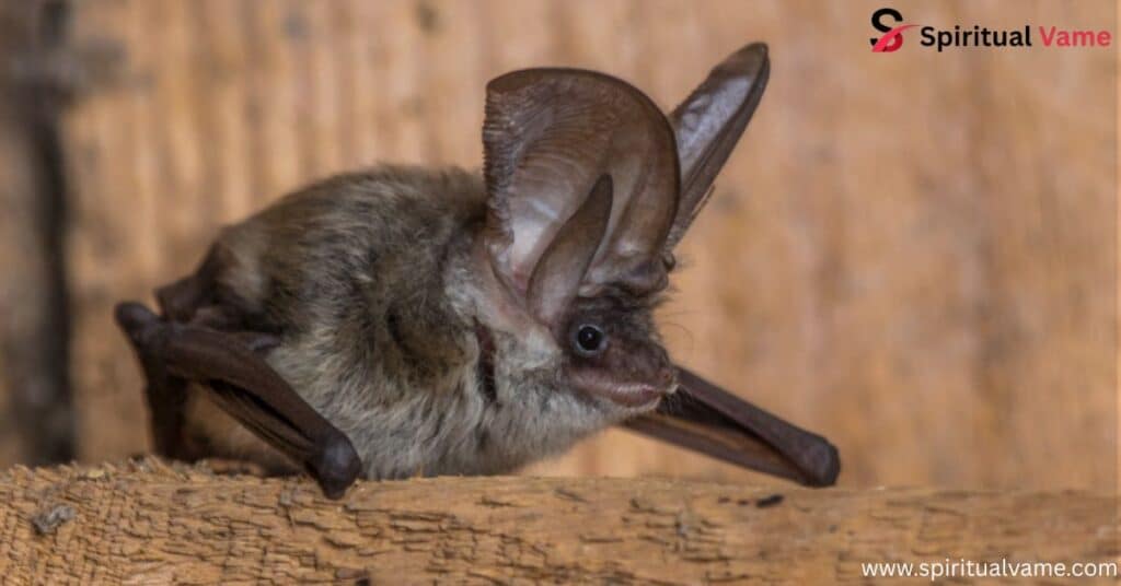 Spiritual Meaning of Seeing a Bat During the Day