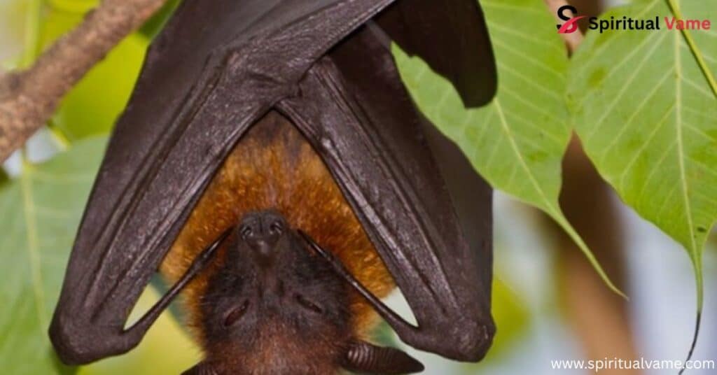 Spiritual Meaning of Seeing a Bat During the Day