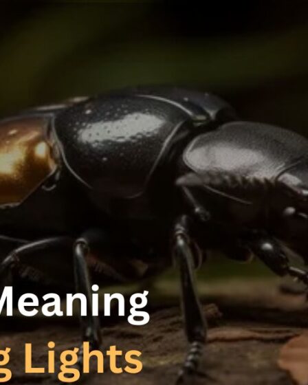 Spiritual Meaning of Black Beetles