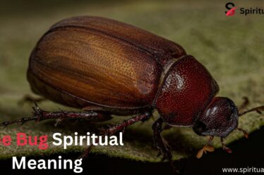 June Bug Spiritual Meaning