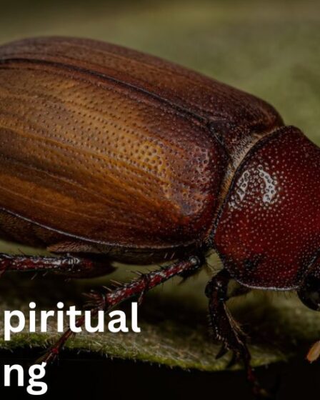 June Bug Spiritual Meaning