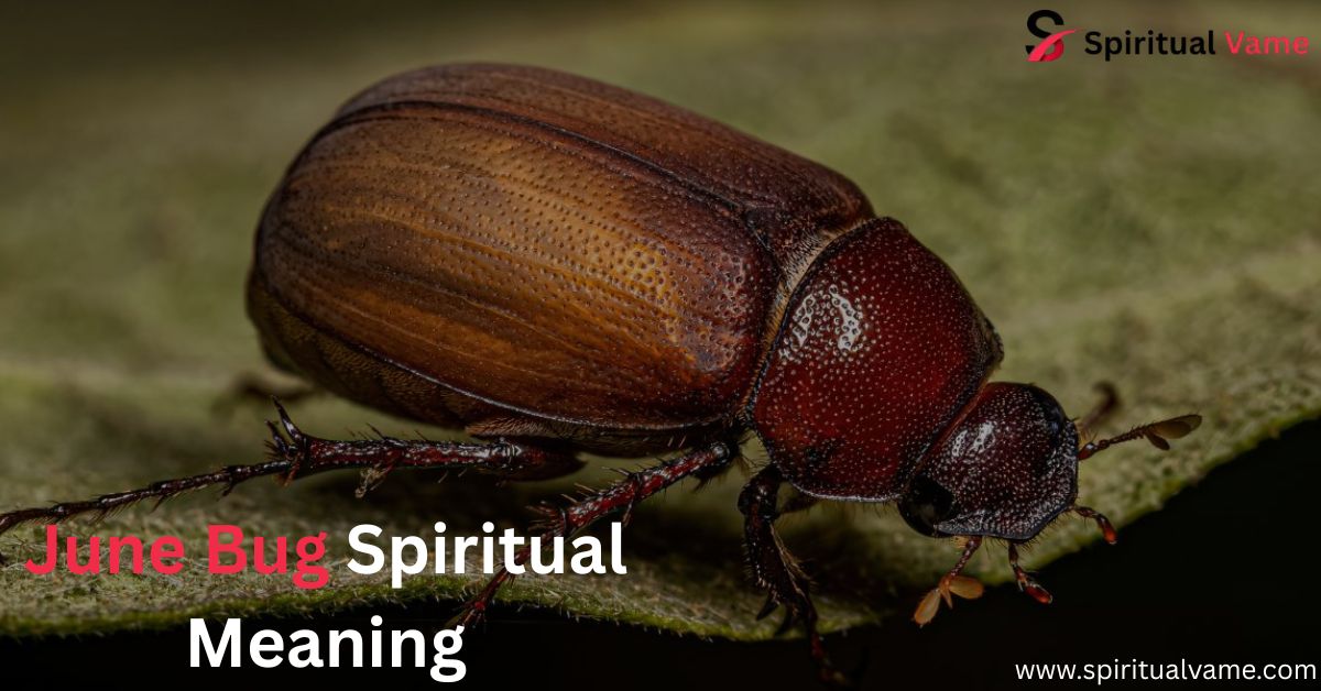 June Bug Spiritual Meaning