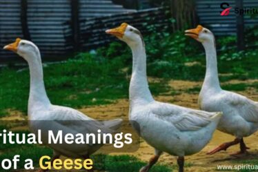 Spiritual Meanings of a Geese