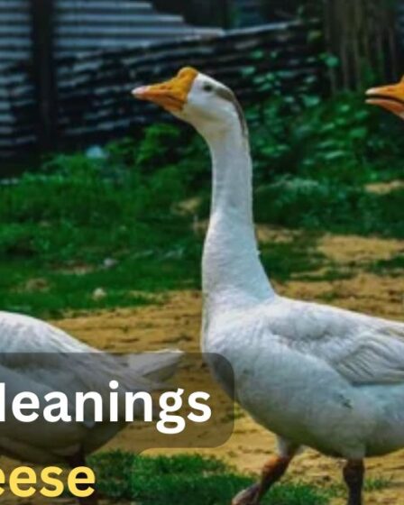 Spiritual Meanings of a Geese