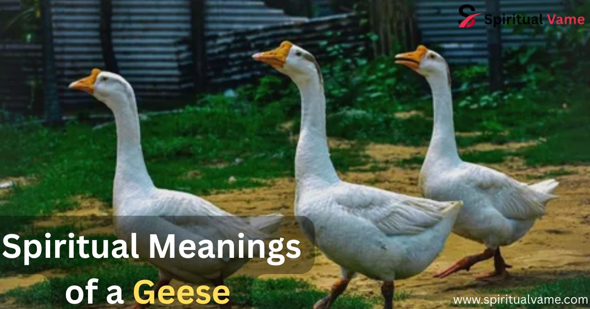 Spiritual Meanings of a Geese
